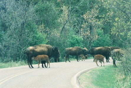 [Bison feeding their young on the park road.]